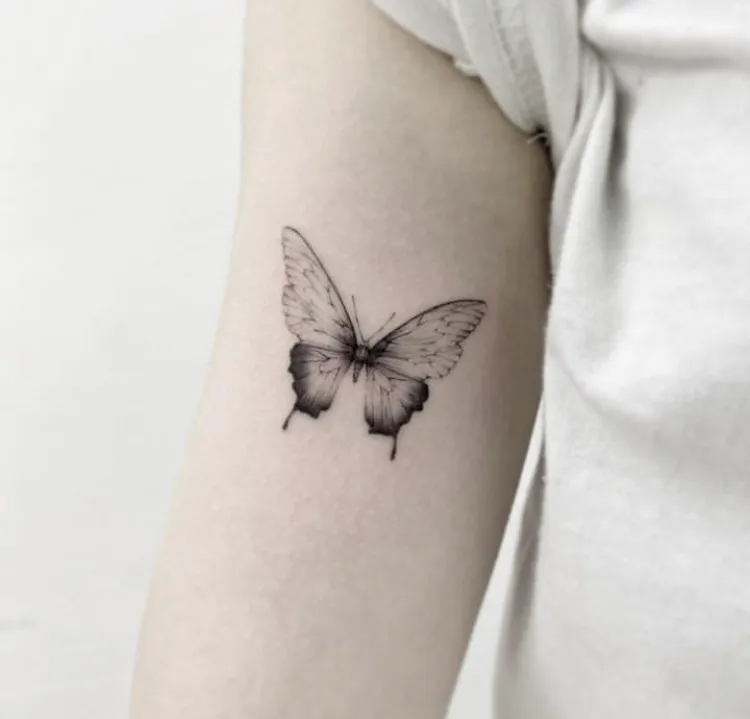 나비
