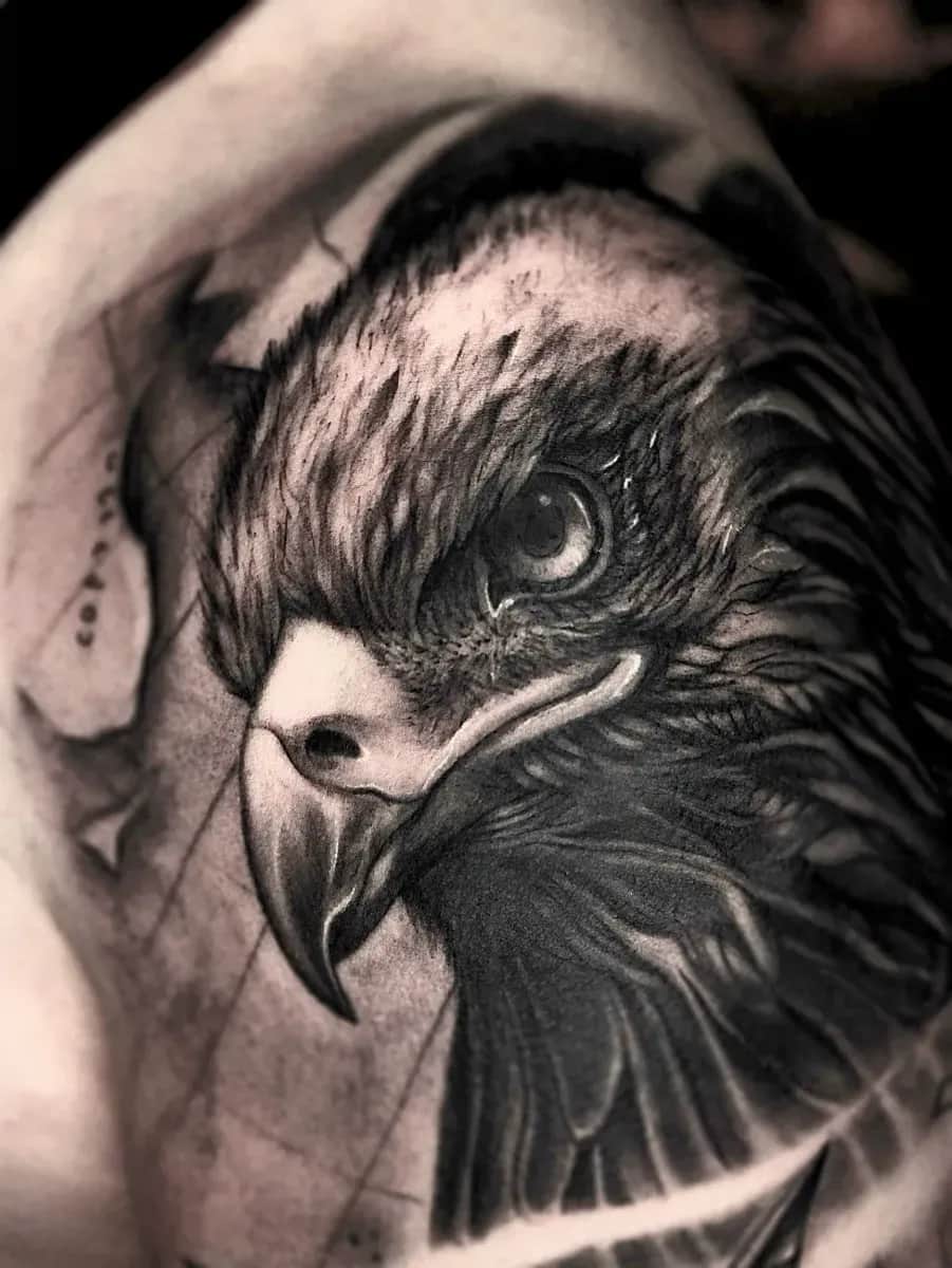 독수리 동물 블랙앤그레이