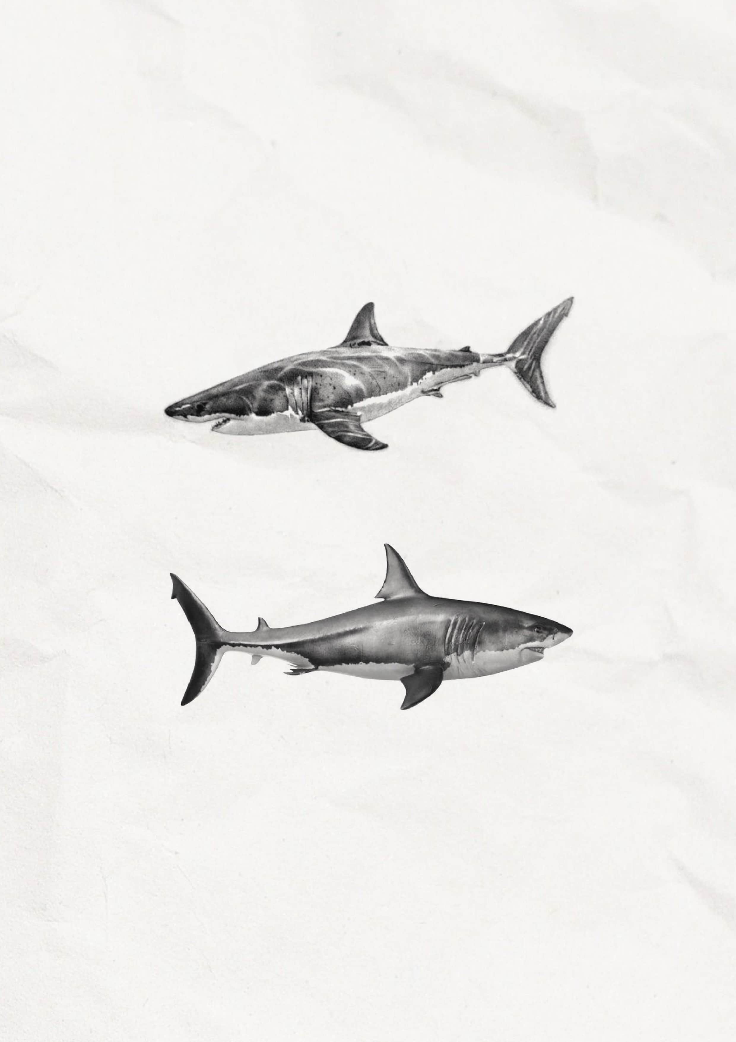 상어타투 이벤트 도안 수원타투 인계동타투