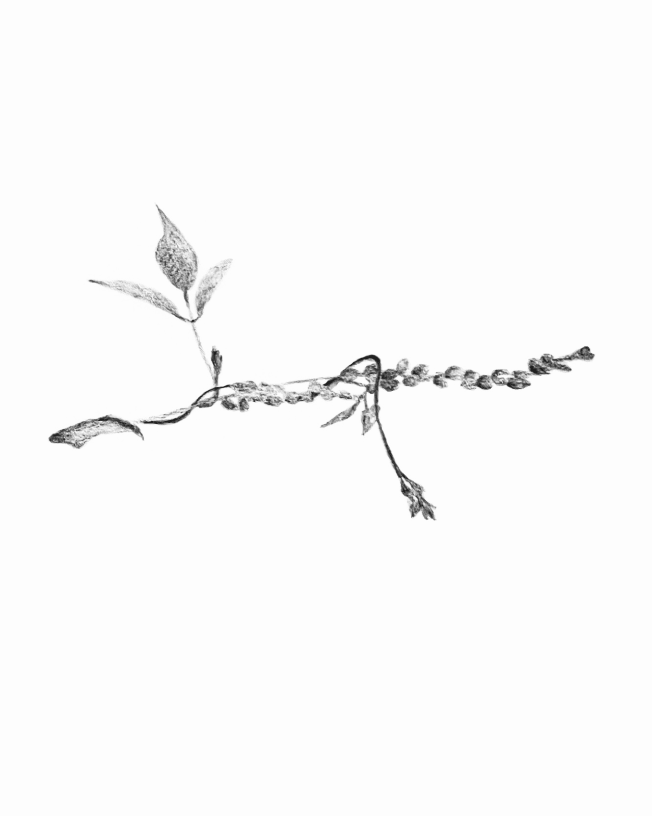 덩굴 꽃 식물 줄기