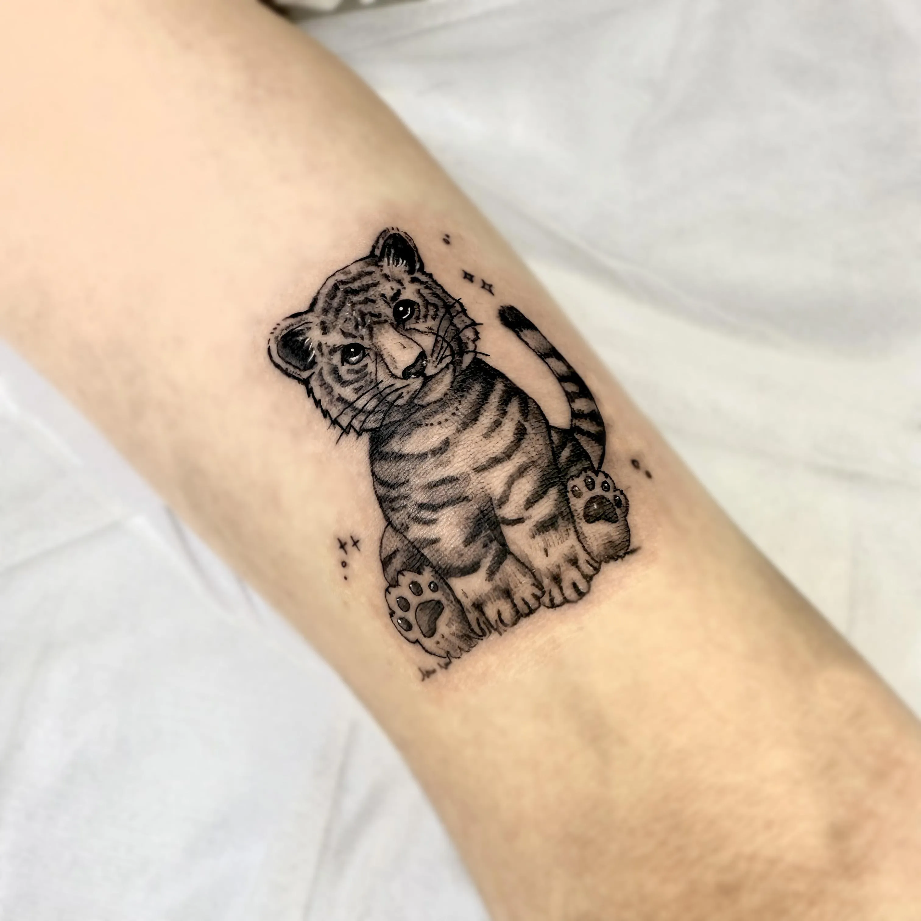 아기 호랑이 - 1